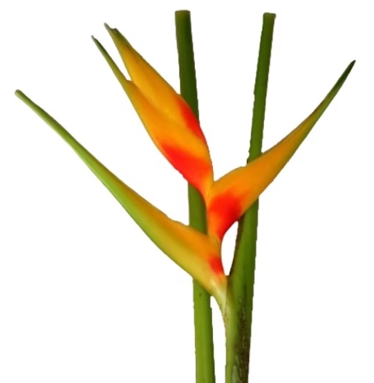 Heliconia sunshine medium | Wholesale flowers, plants and supplies Heliconia sunshine medium
