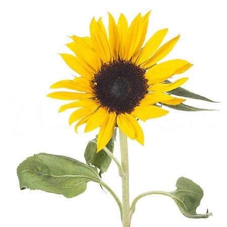Helianthus sunrich orange