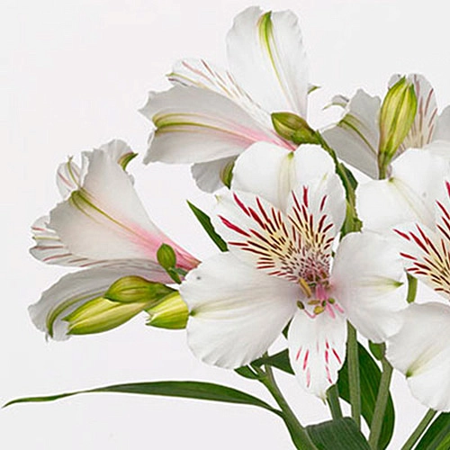 Alstroemeria bianca | Wholesale flowers, plants and supplies Alstroemeria bianca