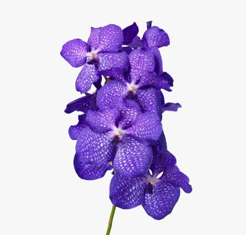 Vanda blue