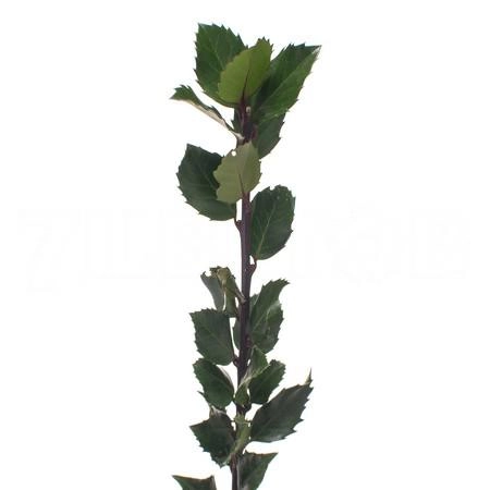 Blad Ilex blue prince