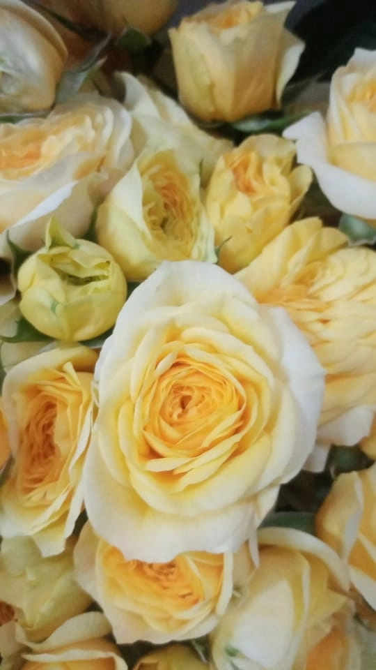 Rose spray lemon pompom