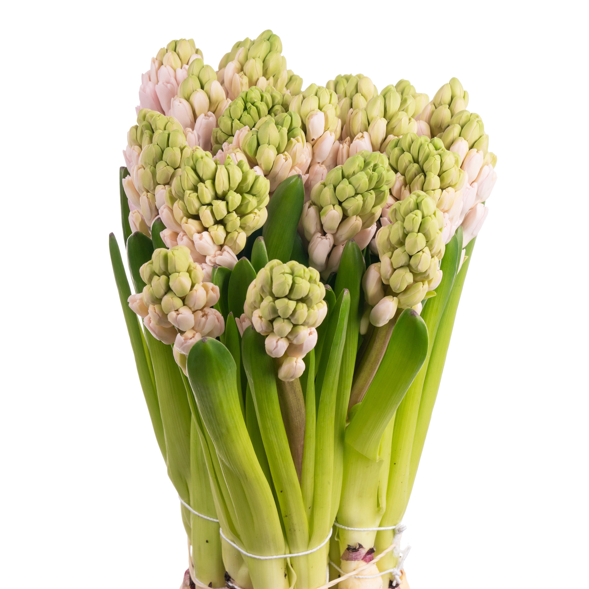 Hyacinthus china pink | Wholesale flowers, plants and supplies Hyacinthus china pink