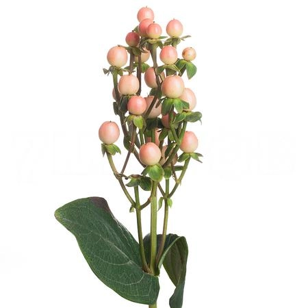 Hypericum mellow romance