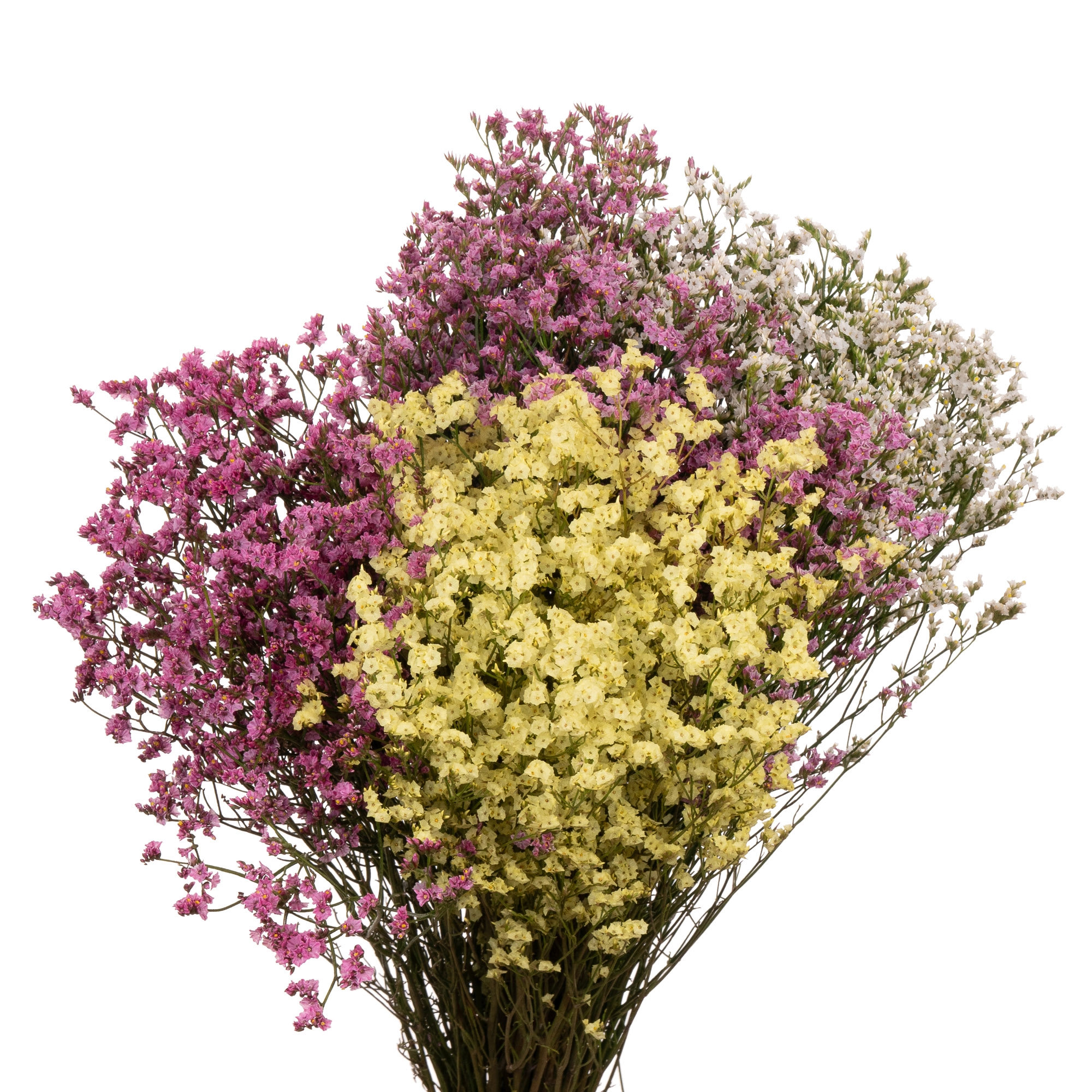 Limonium maxima diamond