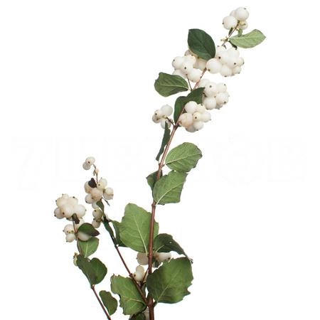 Symphoricarpos magical avalanche