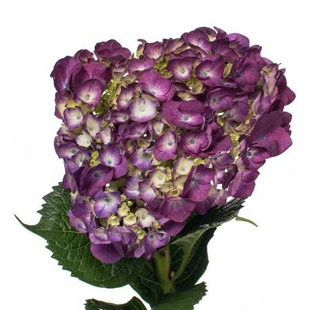 Hydrangea purple