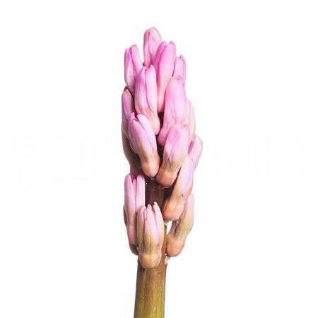 Hyacinthus pink surprise