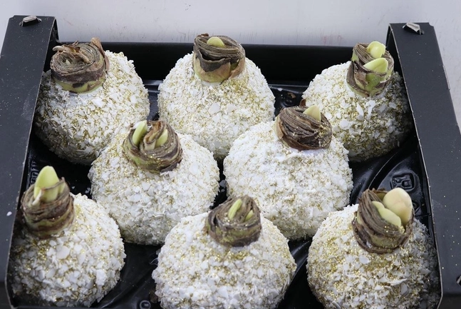 Wax Hipp Snow Topline Goud