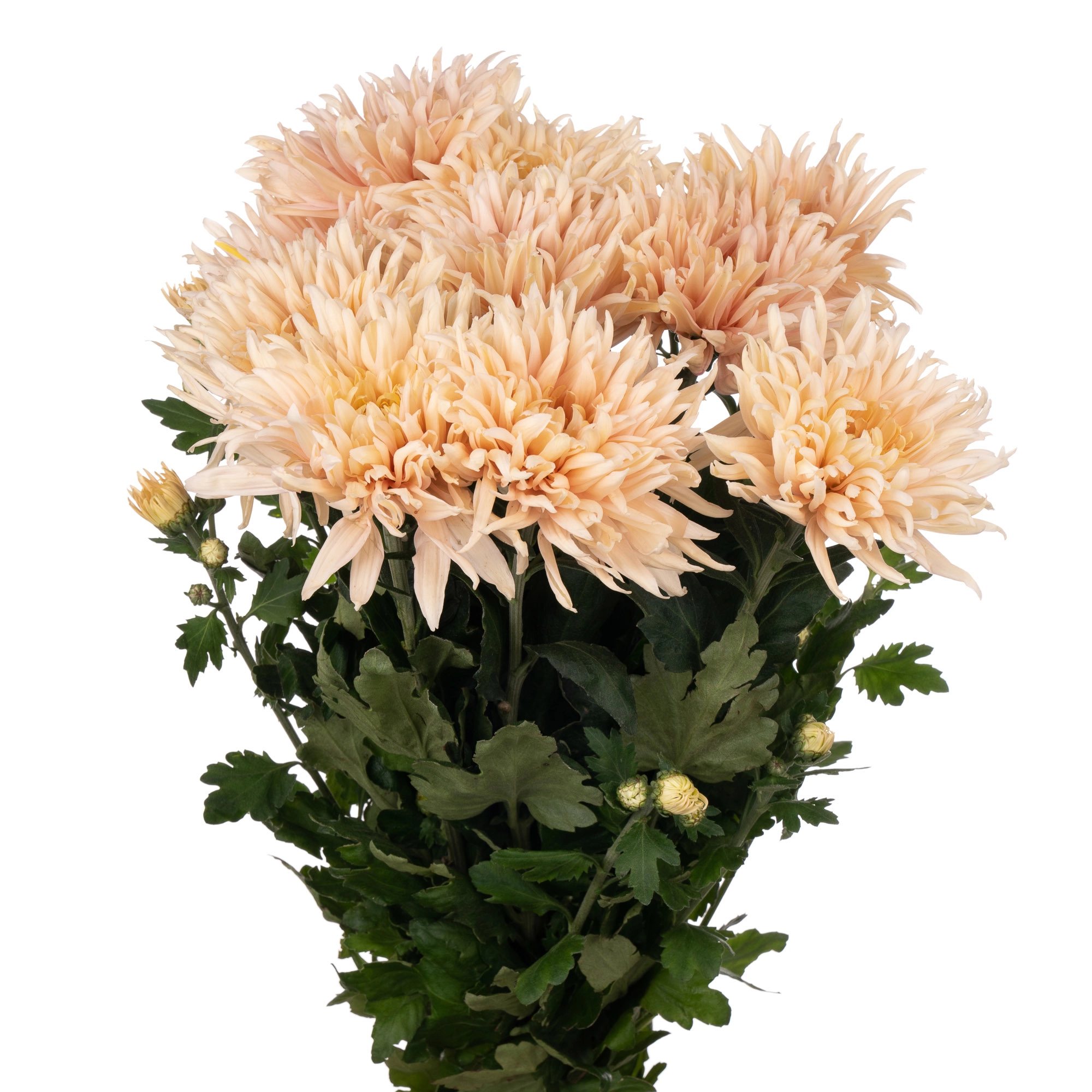 Chrysanthemum avignon