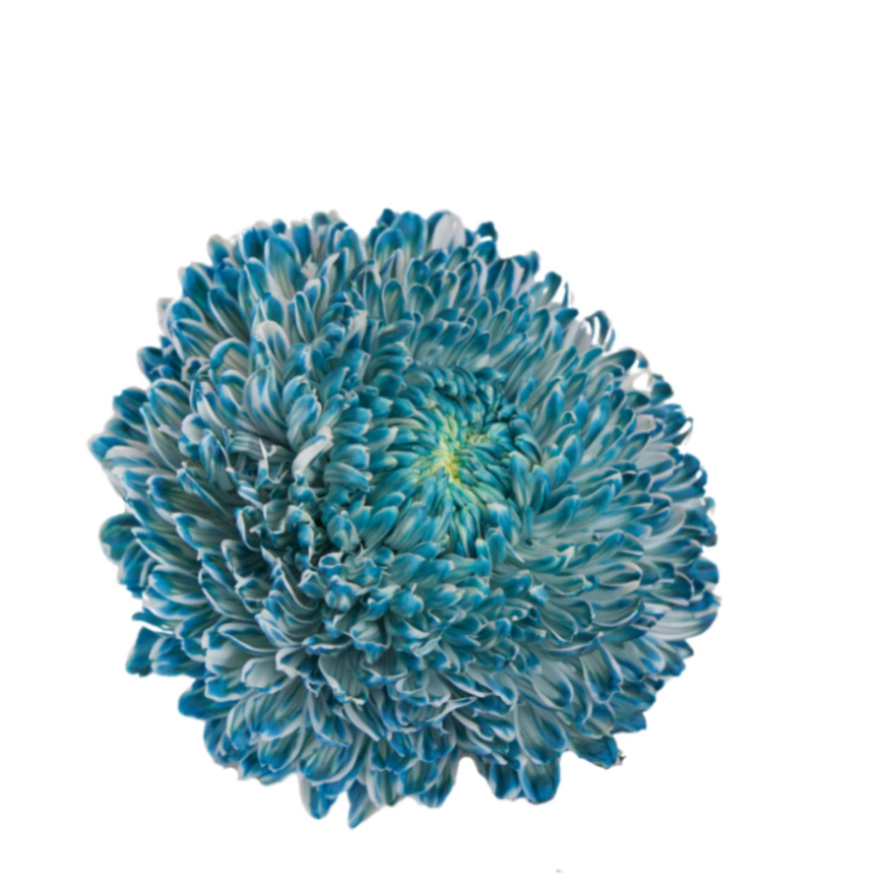 Chrysanthemum single tinted cerulean | Wholesale flowers, plants and supplies Chrysanthemum single tinted cerulean