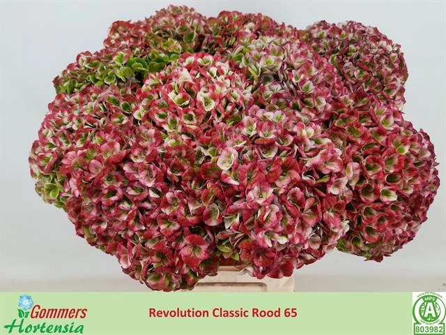 Hydrangea magical revolution classic green red