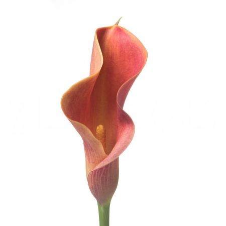Zantedeschia lady marmalade