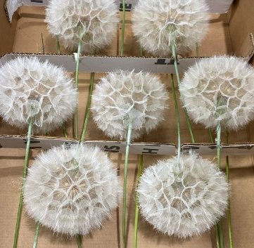 Dried Dandelion | Wholesale flowers, plants and supplies Dried Dandelion