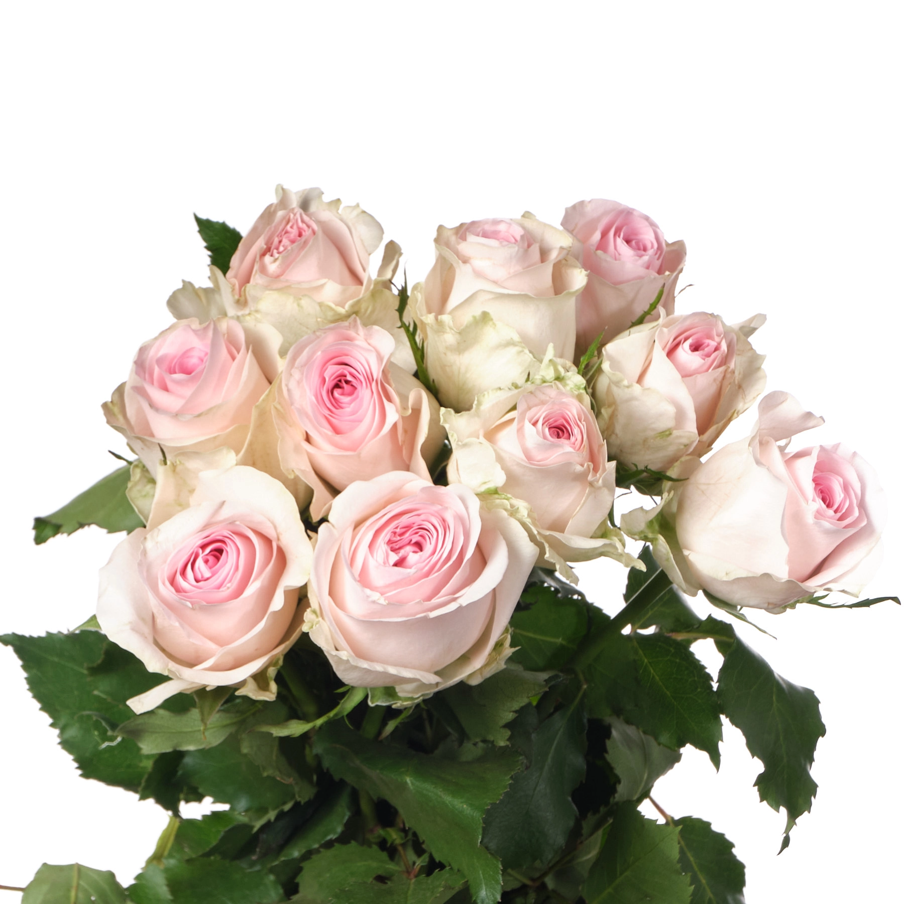 Rose wedding rose | Wholesale flowers, plants and supplies Rose wedding rose