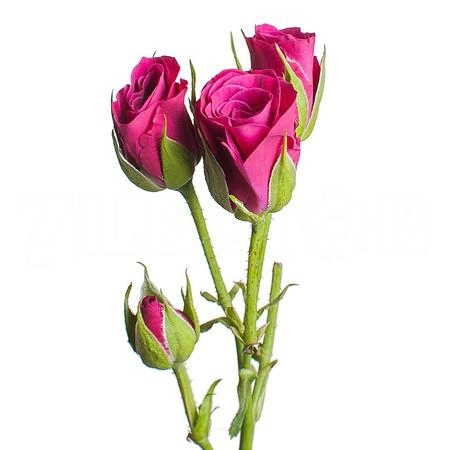 Rose spray glorious