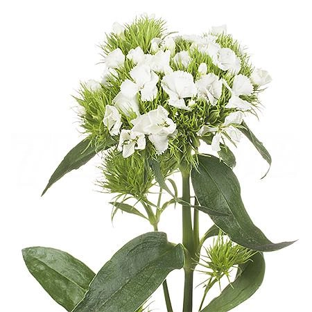 Carnation barbatus duke breanthus