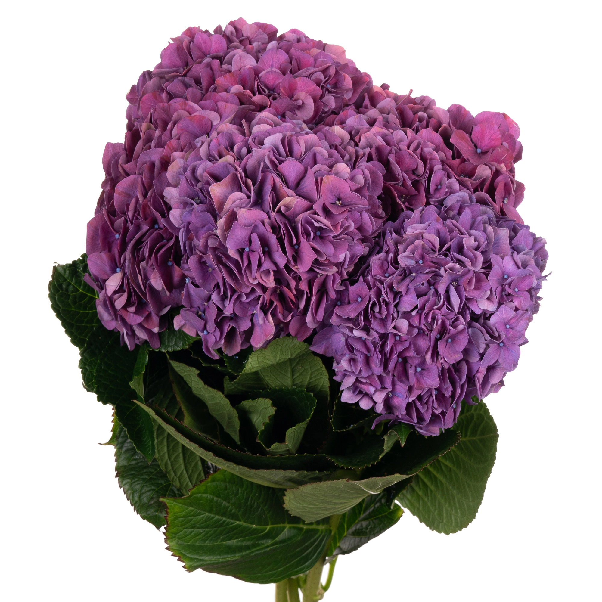 Hydrangea glowing alps purple