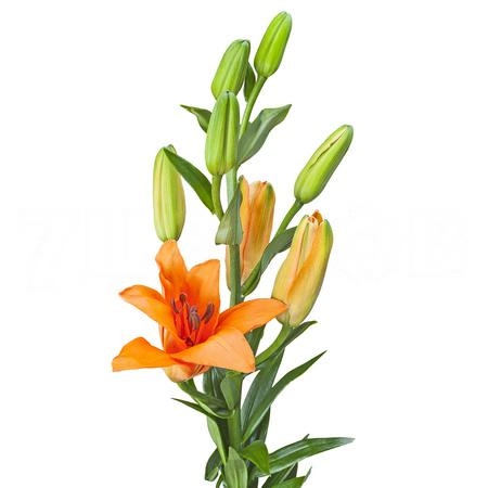 Lilium asiatic tresor