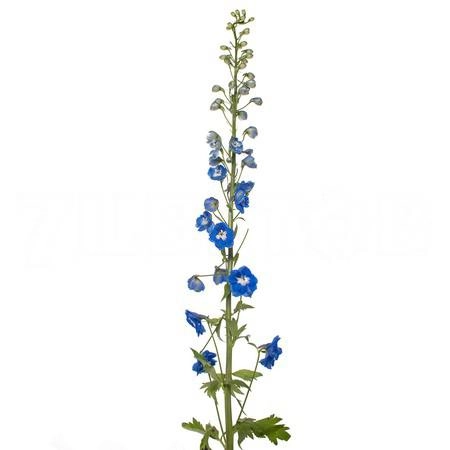 Delphinium aurora deep purple