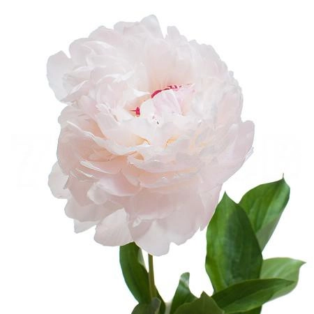 Paeonia alertie