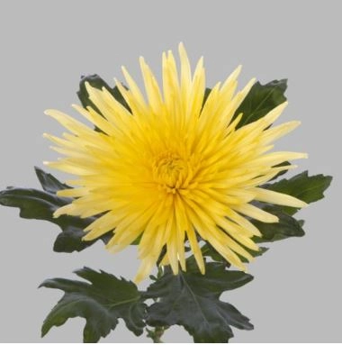 Chrysanthemum anastasia yellow