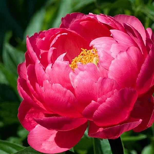 Paeonia raspberry charm