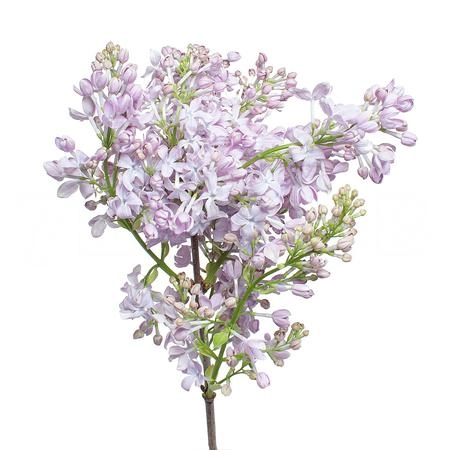 Syringa marechal foch