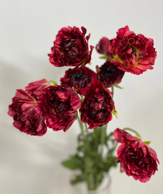 Ranunculus asiaticus kagura