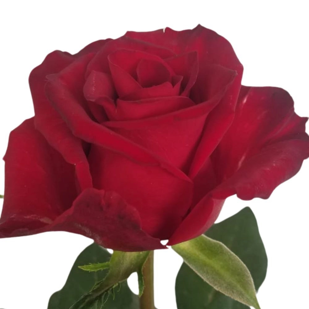 Rose cartesia | Wholesale flowers, plants and supplies Rose cartesia