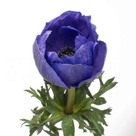 Anemone mistral plus dark blue | Wholesale flowers, plants and supplies Anemone mistral plus dark blue