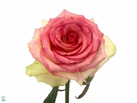Rose barracuda
