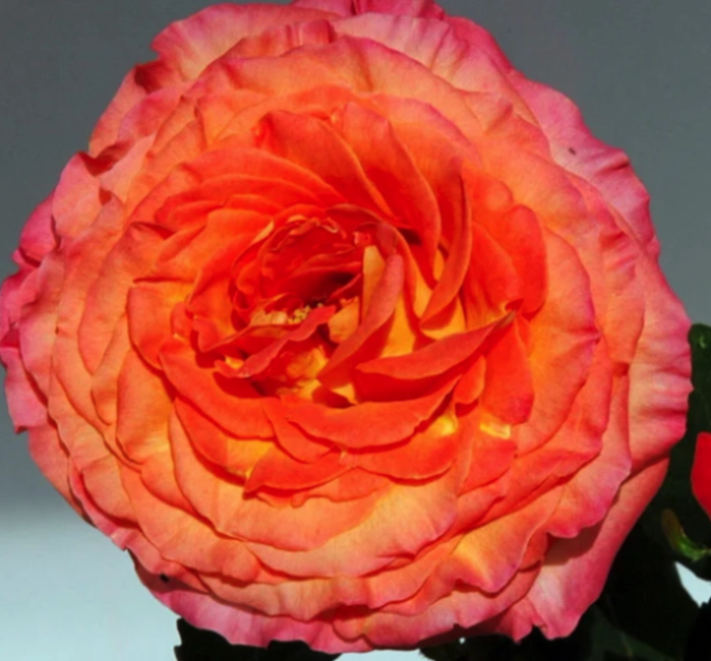 Rose garden sunset