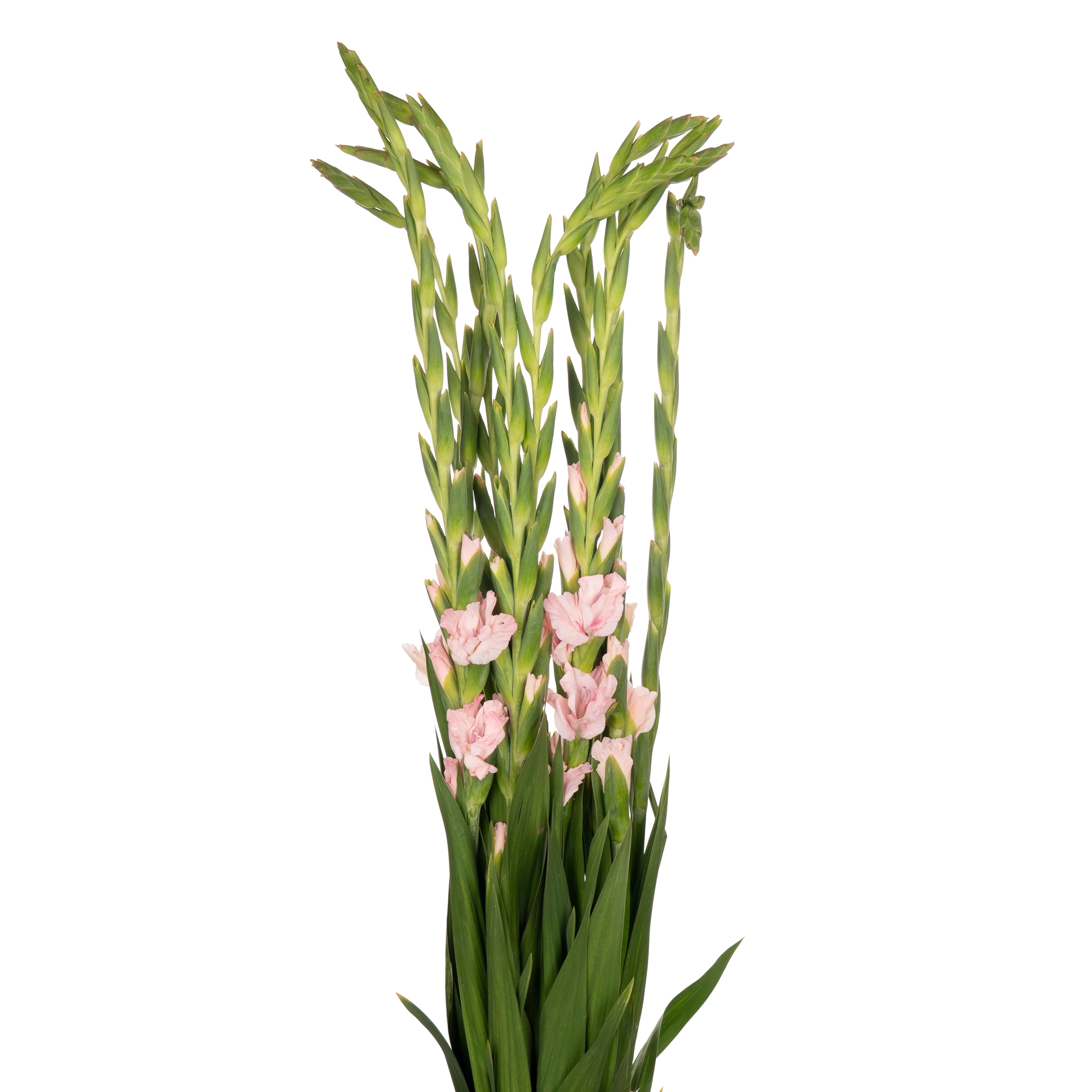 Gladiolus adrenalin