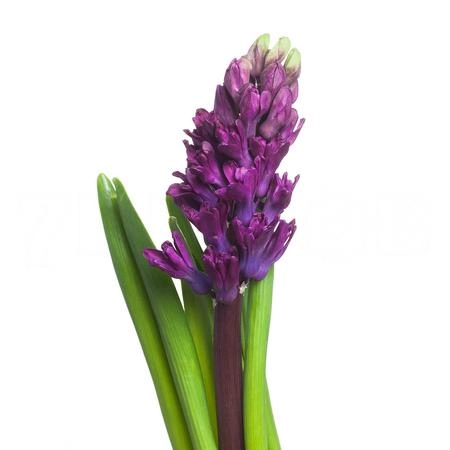 Hyacinthus woodstock