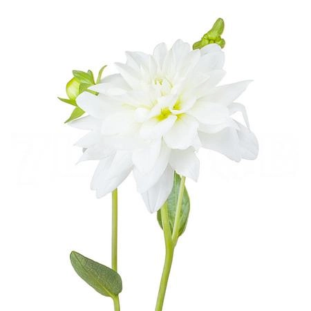 Dahlia karma maarten zwaan