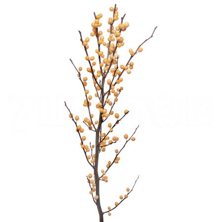 Ilex golden verboom | Wholesale flowers, plants and supplies Ilex golden verboom