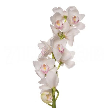 Cymbidium kilimanjaro white
