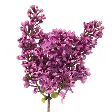Syringa andenken an ludwig spдth