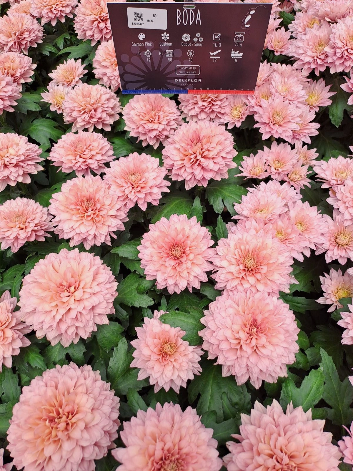 Chrysanthemum single boda