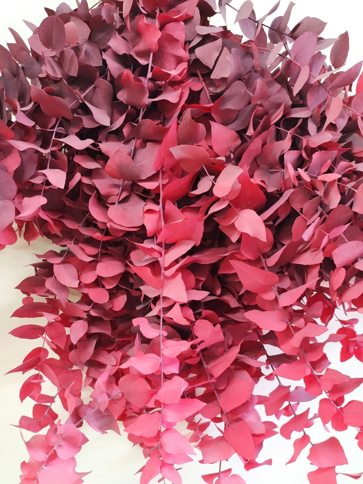 Blad Eucalyptus preserved stuartiana red