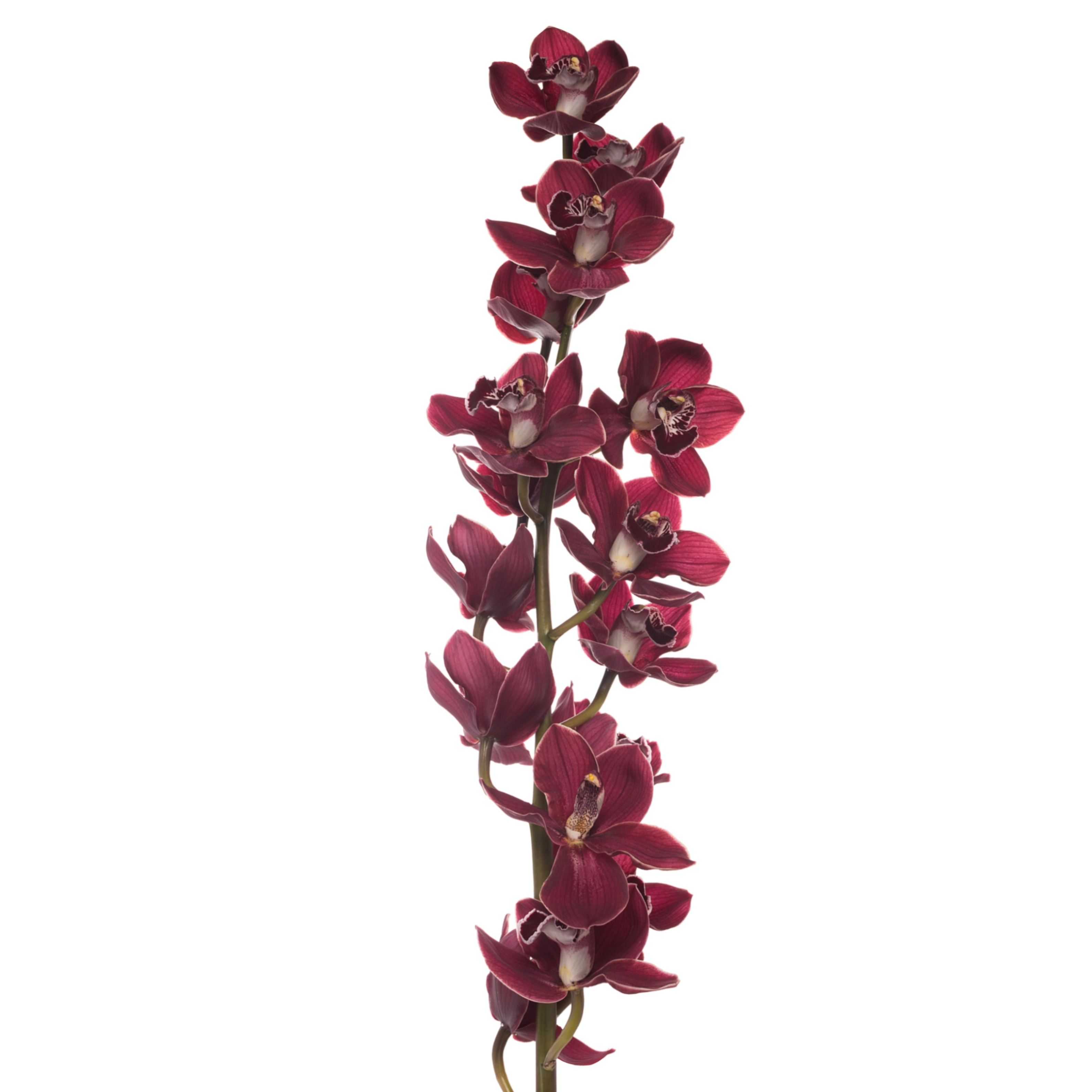 Cymbidium blazing fury hades | Wholesale flowers, plants and supplies Cymbidium blazing fury hades