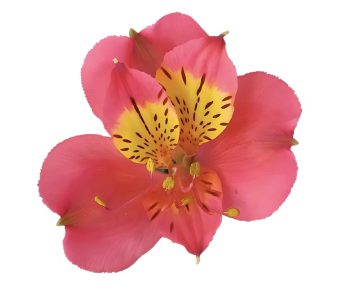 Alstroemeria super select bordeaux