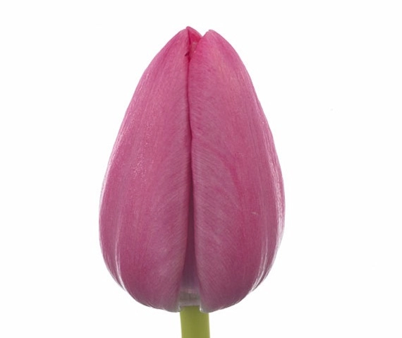 Tulip enkel tineke van der meer | Wholesale flowers, plants and supplies Tulip enkel tineke van der meer
