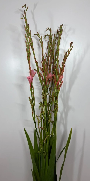 Watsonia