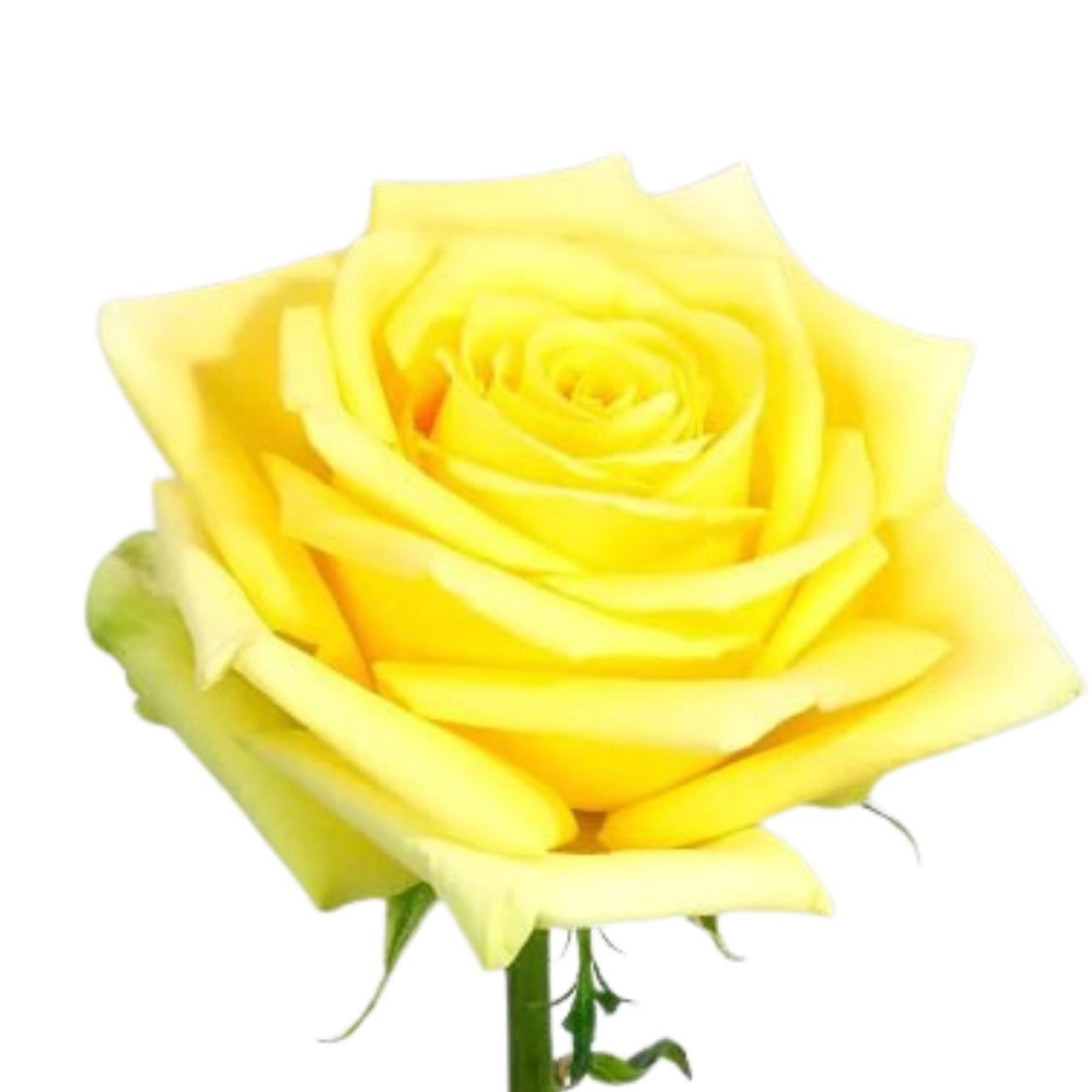 Rose stardust
