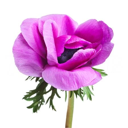 Anemone mistral plus cerise