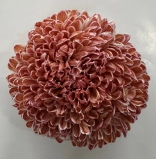 Chrysanthemum tinted salmon