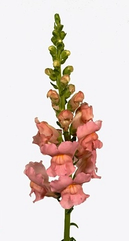 Antirrhinum orleans pink