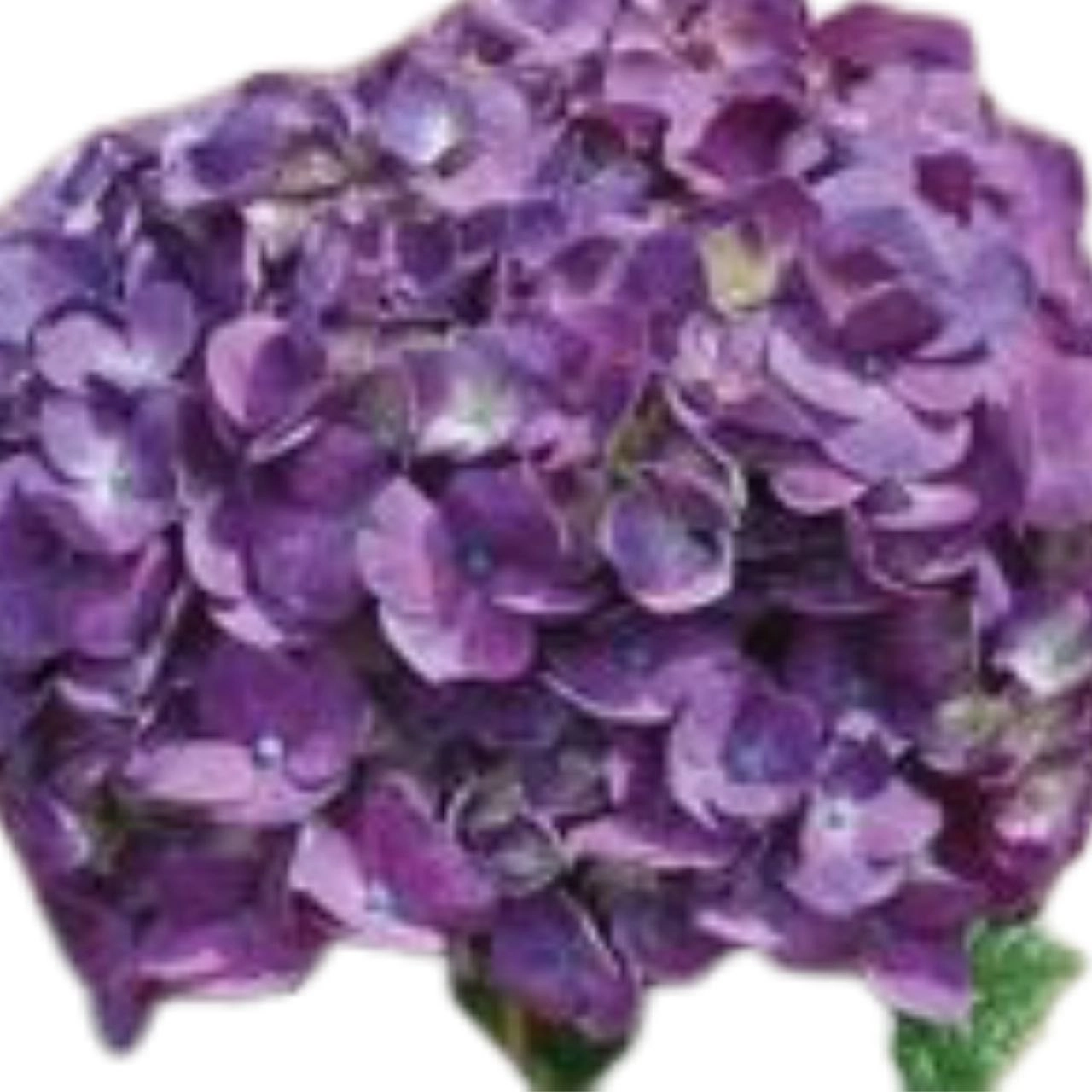 Hydrangea jumbo elite purple | Wholesale flowers, plants and supplies Hydrangea jumbo elite purple